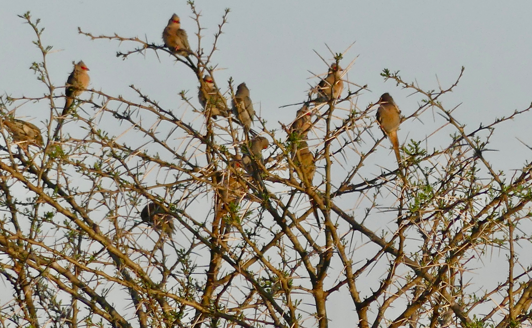 Red faced Mousebirds